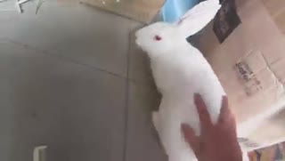 兔子啊~猫啊~逗比狐狸啊~