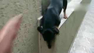 哈哈哈哈哈哈不得了！已经学会倒车了