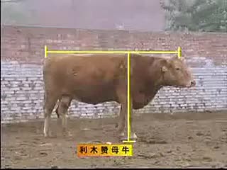 利木赞牛效益分析，利木赞饲养，利木赞牛疾病防治技术
