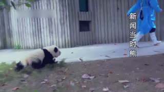 蠢萌大熊猫