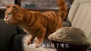 笑死我了，这加菲猫竟然要减肥，妹子你们......