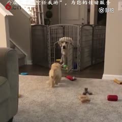 出去跟朋友嗨，很晚才回到家后发现父母还没睡[汪星人】