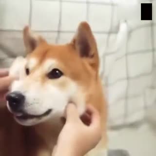 小柴乖乖呆著被捏脸 手感超好