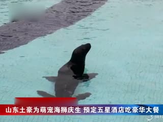 山东80后土豪为萌宠海狮庆生 订五星酒店备大餐