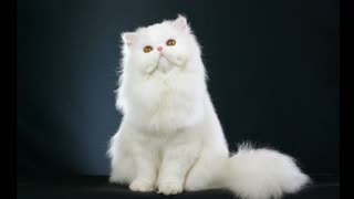 一只猫的自我介绍
