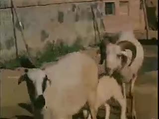 肉羊养殖场-小尾寒羊波尔山羊养殖技术.flv