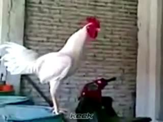 公鸡中的逗比鸡......