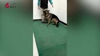看训犬员如何训练出听话的狗狗17.04.01