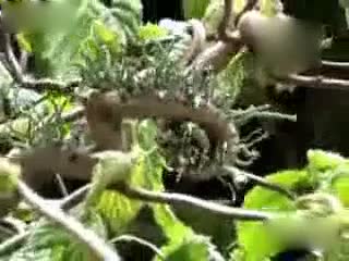 热带雨林里神奇的生物