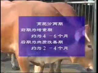 肉牛行业资讯-高档牛肉安全生产技术.flv