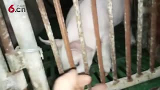 一群顽皮的小猪仔来啦 18.1.16
