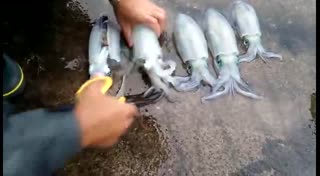 杀乌贼时神奇的颜色变化