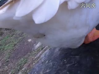 六间房热门女主播东方不败哪