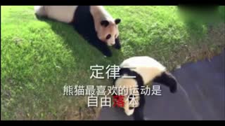 熊猫熊猫 老实交代你是不是靠卖萌混上国宝的？