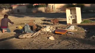 youtube百万热视频 流浪比特犬救治在行动