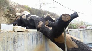 水泥仿大树--袁洪亮景观艺术培训学校