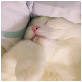 招财猫