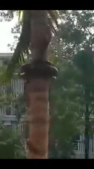 原来蟒蛇是这样爬树的