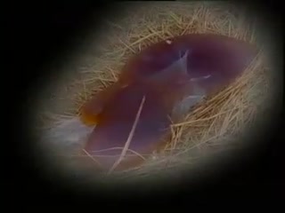 小尾寒羊-母羊产后护理技术.flv
