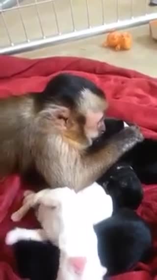 猴子兼职做保姆了，照顾一窝汪星人