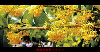 阎肃《十万人家》文化创新秀杭州G20峰会迎客来