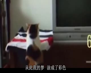 萌宠喵星人有趣搞笑版草原风吹过