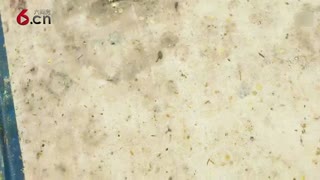 什么是蜂胶 19.3.7