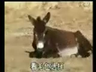 关中驴-广灵驴-黔南驴-农村养驴致富快-肉驴养殖技术.flv
