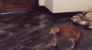汪星人带着面具 吓尿 喵星人