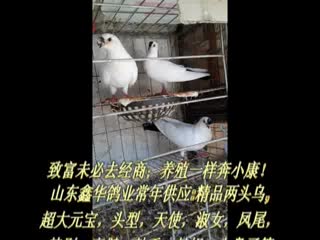 元宝鸽，大型肉鸽品种，元宝鸽图片（最新视频）