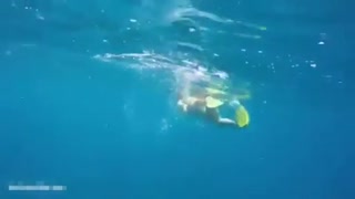 美国女子海中分娩让海豚助产 将在电视上直播