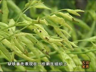 健康土壤山东行之滨州篇土壤缺素殃及果树