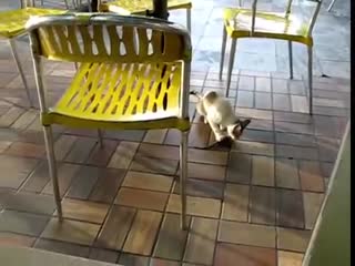猫咪在麦当劳吃老鼠