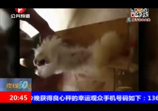 实拍活兔拔毛连皮带肉被撕下 惨叫声不断