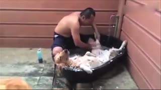 金毛的10大可爱瞬间，每个都炒鸡萌！
