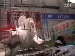 2014国际鸽展-新疆观赏鸽