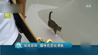 炫技自如 猫咪也会玩滑板