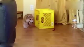 我追上一整天都不会累