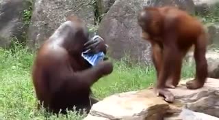 猩猩都会洗脸了！