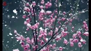 雪落下的声音{相册}