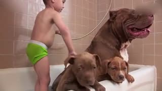 世界最大斗牛犬第一次当爹之后 8只狗崽价值50万美金