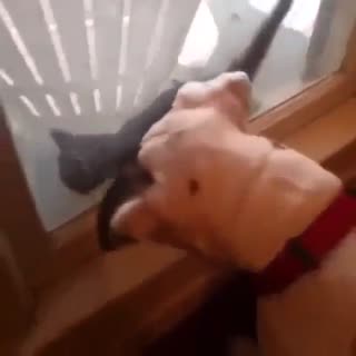 这是一只有脾气的猫