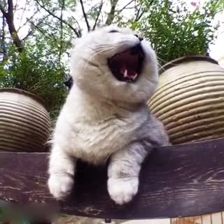 喵星人在歌唱