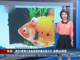 身价2英镑金鱼接受肿瘤切除手术费400英镑