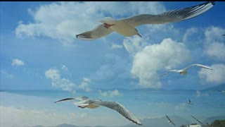 彩云伴海鸥