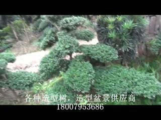 玉珍珠造型树