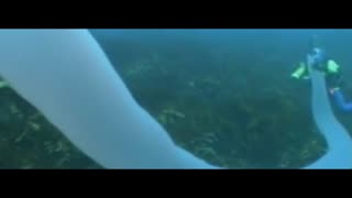 极其罕见！澳海底现“海洋独角兽”