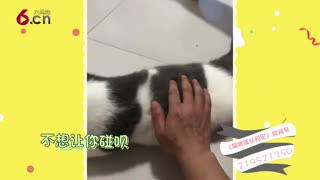 像隔壁老王的那只猫 长大了 17.07.10