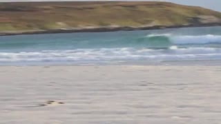 海狮企鹅上演海滩追逐大战，怎么看怎么喜感