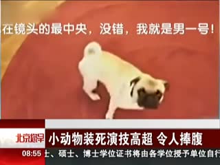 小动物装死演技高超“令人捧腹”